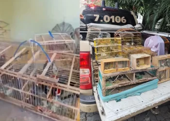 Operação da COPPA resgata 277 pássaros no Recôncavo e em Feira de Santana