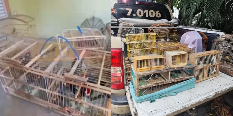 Operação da COPPA resgata 277 pássaros no Recôncavo e em Feira de Santana