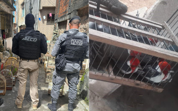 Um dos maiores traficantes de animais silvestres do país é preso na Bahia