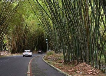 Motorista por aplicativo e passageiros são assaltados no bambuzal do Aeroporto de Salvador