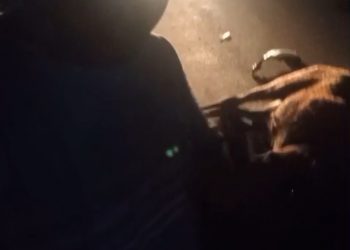 Motorista colide com cavalo solto na BA-523 e moradores cobram providências