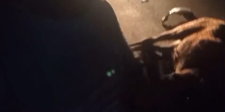 Motorista colide com cavalo solto na BA-523 e moradores cobram providências