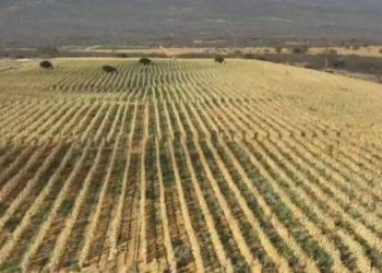Polícia Civil desmonta plantação de maconha em área de quatro hectares na Bahia