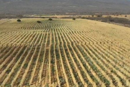 Polícia Civil desmonta plantação de maconha em área de quatro hectares na Bahia