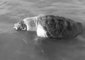 O QUE ACONTECEU? Tartaruga marinha é encontrada morta no Caipe de baixo  