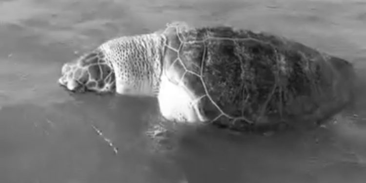 O QUE ACONTECEU? Tartaruga marinha é encontrada morta no Caipe de baixo  