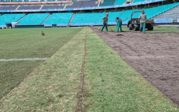 TAPETE NOVO: plantio de gramado da Arena Fonte Nova foi finalizado; campo estará pronto para jogo contra o Grêmio
