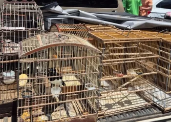 Mais de 100 aves silvestres são resgatadas na Região Metropolitana de Salvador