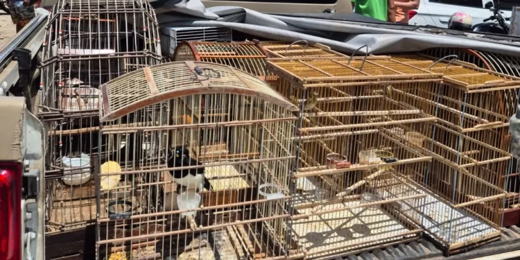 Mais de 100 aves silvestres são resgatadas na Região Metropolitana de Salvador