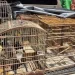 Mais de 100 aves silvestres são resgatadas na Região Metropolitana de Salvador