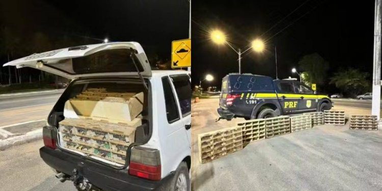 PRF apreende mais de 580 aves silvestres em trecho da BR-110 no interior da Bahia