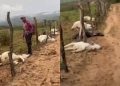 Oito bovinos morrem após serem atingidos por raio no sudoeste da Bahia