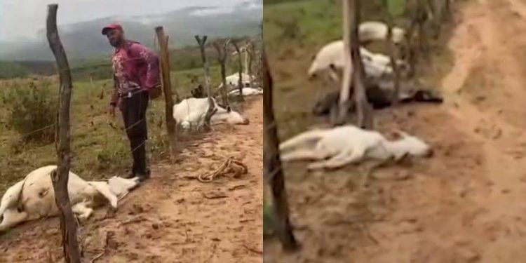Oito bovinos morrem após serem atingidos por raio no sudoeste da Bahia