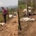 Oito bovinos morrem após serem atingidos por raio no sudoeste da Bahia